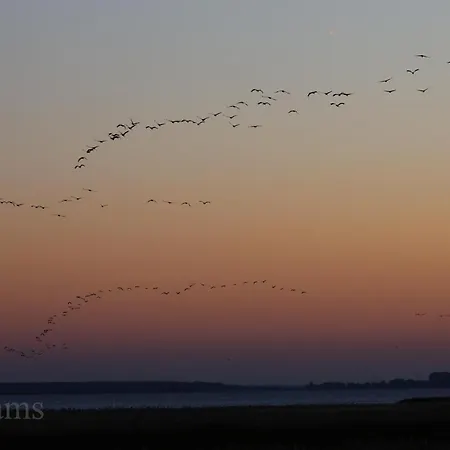 Ostseelagune Zingst, Exklusive Dhh, Strandnah, Sauna, Kamin, 3 Sz, 2 Baeder, Glasfaser, Haustierfrei, Garten Mit Suedterrasse, E-ladesaeule, 2 Stellplaetze, Strandkorb, Fahrradschuppen, Waschmaschine, Trockner, Nichtraucher Semesterbostad